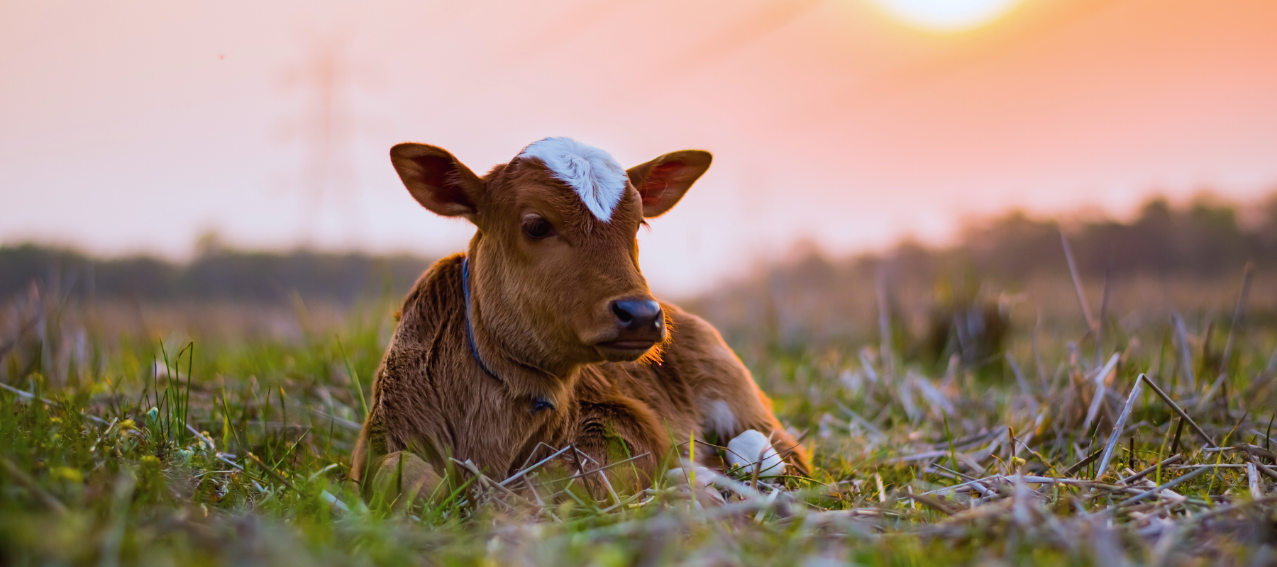Calf laying down in a field at sunset