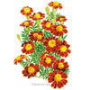 Botanical Interests Red Metamorph French Marigold Seeds