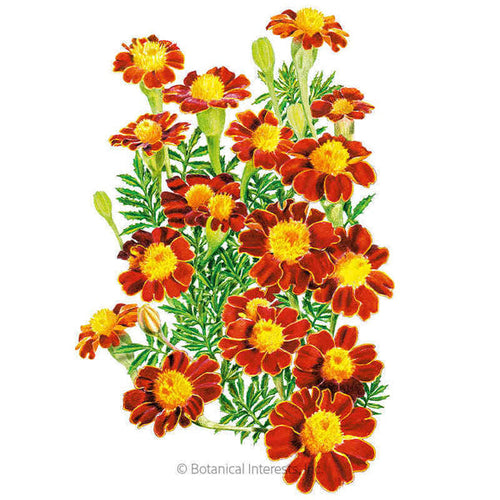 Botanical Interests Red Metamorph French Marigold Seeds