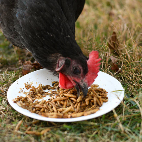 Happy Hen Grub Frenzy™ Globally Sourced